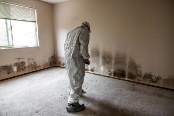 Professional Mold Remediation in Post Falls, ID